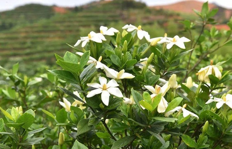 双峰沙塘栀子花开啦快来闻花香！做免费香熏SPA~